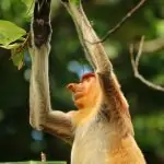 animal, monkey, nature, mammal, species, fauna, wildlife, neusaap